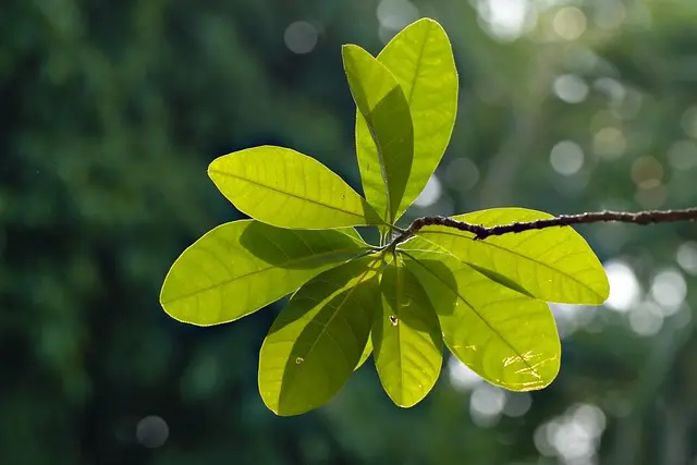 Comment Explorer des Activités de Loisirs Écologiques Près de Chez Vous