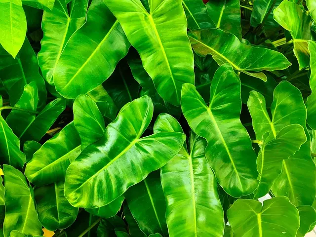 How to Start Urban Gardening for Relaxation