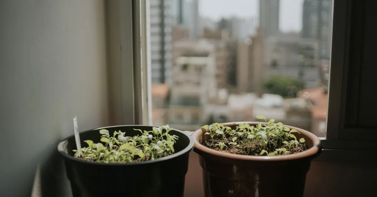 A Guide to Start Urban Gardening at Home
