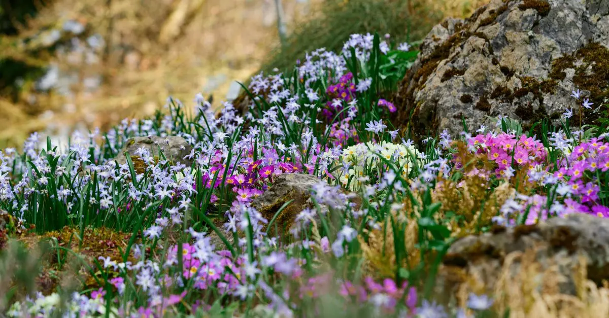 Les Meilleurs Endroits pour la Photographie de Nature