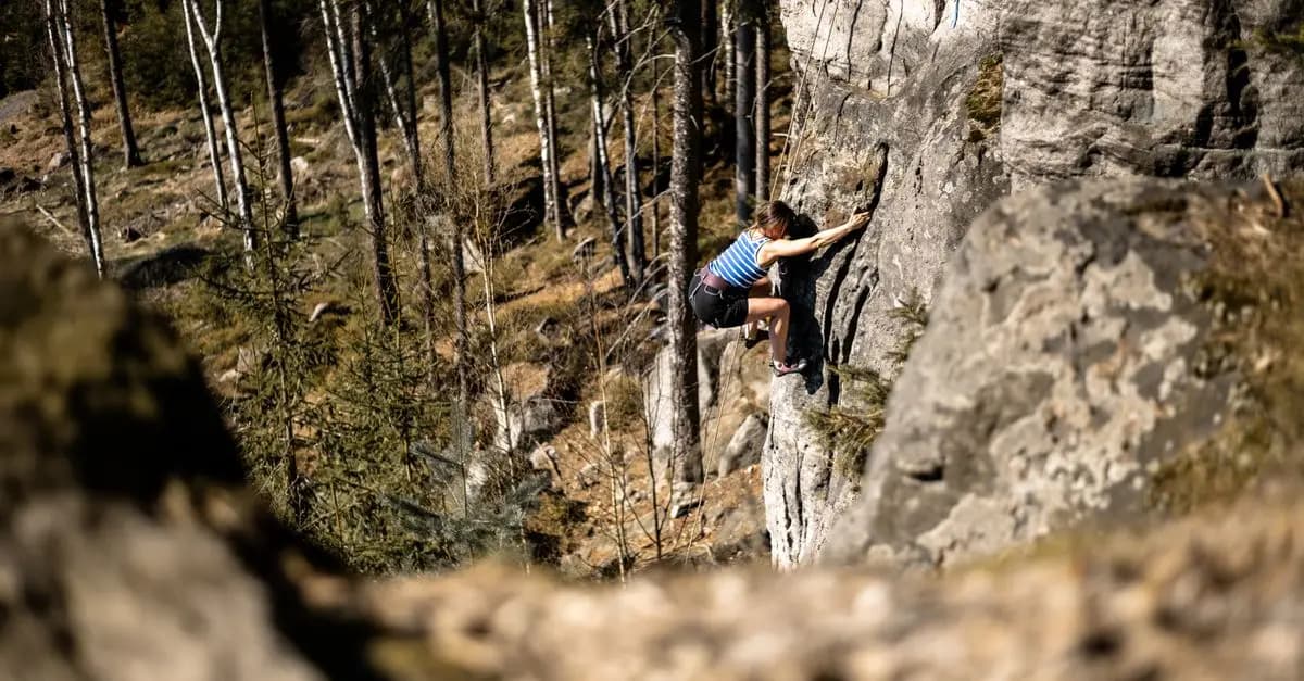 Discover the Beauty of Tree Climbing