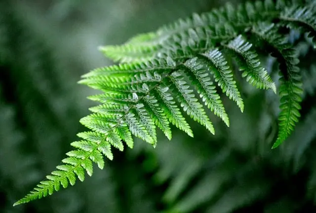Comment Trouver des Activités de Loisirs Écologiques Près de Chez Vous